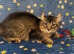 Highlander kity 1f - Highlander Kitten For Sale - 