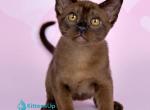 Silvestor - Burmese Kitten For Sale - Miami&comma; FL&comma; US