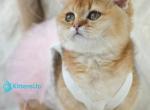 Frida - Munchkin Kitten For Sale - Pembroke Pines&comma; FL&comma; US