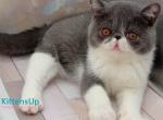 Maradona - Exotic Kitten For Sale - Pembroke Pines&comma; FL&comma; US