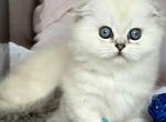 Sapphire - Munchkin Kitten For Sale - Pembroke Pines&comma; FL&comma; US