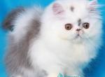 Narciss - Minuet Kitten For Sale - Norwalk&comma; CT&comma; US