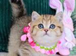 Kiara - Munchkin Kitten For Sale - Pembroke Pines&comma; FL&comma; US