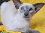Sonya - Siamese Kitten For Sale - Pembroke Pines&comma; FL&comma; US