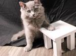 REDUCED Prince Sterling - Ragdoll Kitten For Sale - Hudson&comma; OH&comma; US