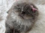 Lady GAGA - Scottish Fold Kitten For Sale - Celebration&comma; FL&comma; US
