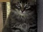 Mystiques litter - Maine Coon Kitten For Sale - Johnson&comma; VT&comma; US