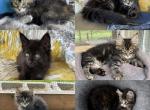 Matayhas litter - Maine Coon Kitten For Sale - Johnson&comma; VT&comma; US