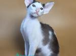 Akira - Oriental Kitten For Sale - Pembroke Pines&comma; FL&comma; US