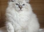 Blue Mitted Lynx Male - Ragdoll Kitten For Sale - Hastings&comma; PA&comma; US