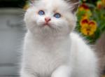 Kamila - Ragdoll Kitten For Sale - Norwalk&comma; CT&comma; US