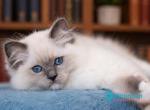 Wendy - Ragdoll Kitten For Sale - Norwalk&comma; CT&comma; US