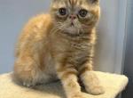 Red tabby Exotic shorthair female - Exotic Kitten For Sale - Brooklyn&comma; NY&comma; US