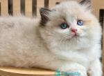 Mafin - Ragdoll Kitten For Sale - Norwalk&comma; CT&comma; US