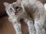 Buckets seal lynx mitted ragdoll - Ragdoll Kitten For Sale - Chicago&comma; IL&comma; US