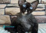 Indigo&lowbar; - Devon Rex Kitten For Sale - Norwalk&comma; CT&comma; US