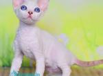 Bonnie - Devon Rex Kitten For Sale - Norwalk&comma; CT&comma; US