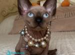 Bastet - Sphynx Kitten For Sale - Norwalk&comma; CT&comma; US