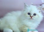 Gala - Siberian Kitten For Sale - Pembroke Pines&comma; FL&comma; US