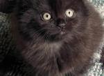 Chorcoal & Chocolate - Himalayan Kitten For Sale - McKinney&comma; TX&comma; US