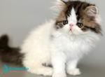 Armani - Persian Kitten For Sale - Pembroke Pines&comma; FL&comma; US