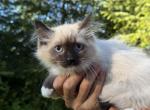 Mias kittens - Ragdoll Kitten For Sale - Auburn&comma; WA&comma; US