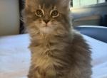 Rosie - Maine Coon Kitten For Sale - 
