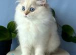 Galaxy - Scottish Straight Kitten For Sale - Hollywood&comma; FL&comma; US