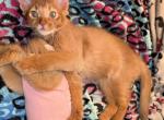 Sorrel Boy - Somali Kitten For Sale - Saint Petersburg&comma; FL&comma; US