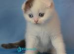 Ronny - Scottish Fold Kitten For Sale - Hollywood&comma; FL&comma; US