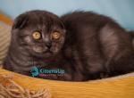 Yesenia - Scottish Fold Kitten For Sale - Hollywood&comma; FL&comma; US