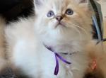 TICA Registered Ragdoll Kittens - Ragdoll Kitten For Sale - PA&comma; US
