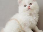 Wasilisa - Scottish Straight Kitten For Sale - Hollywood&comma; FL&comma; US