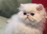 The Three Cs - Persian Kitten For Sale - 