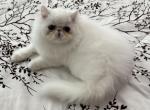 Show Boy - Persian Kitten For Sale - 