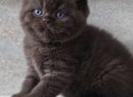 Coco - British Shorthair Kitten For Sale - Harrisburg&comma; NC&comma; US