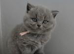 Kayla - British Shorthair Kitten For Sale - Harrisburg&comma; NC&comma; US