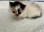Meesha - Persian Kitten For Sale - Arlington Heights&comma; IL&comma; US