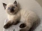 Milo - Ragdoll Kitten For Sale - 