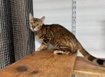 Kalie - Bengal Cat For Sale/Retired Breeding - San Jose&comma; CA&comma; US
