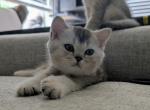 Blakie - British Shorthair Kitten For Sale - Pearland&comma; TX&comma; US