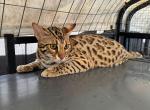 F1 asian bengal - Bengal Kitten For Sale - San Jose&comma; CA&comma; US