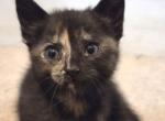 Independence Day - Domestic Kitten For Sale - Granbury&comma; TX&comma; US
