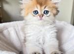 Golden Longhair Chinchilla kitten LaMajeur Cattery - British Shorthair Kitten For Sale - Detroit&comma; MI&comma; US