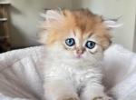 Golden Longhair Chinchilla kitten LaMajeur Cattery - British Shorthair Kitten For Sale - 