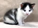 Kittens Male Black & White and Tabby & White - Domestic Kitten For Sale - Steger&comma; IL&comma; US