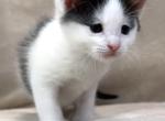 Kittens Male Black & White and Tabby & White - Domestic Kitten For Sale - Steger&comma; IL&comma; US