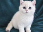 Lamajeur Cattery Chinchilla kitten deep blue eyes - British Shorthair Kitten For Sale - 