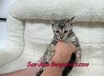 peach collar - Bengal Kitten For Sale - San Jose&comma; CA&comma; US