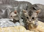 Yeti - Bengal Kitten For Sale - 